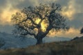 Majestic Lone Tree Silhouette Against Dramatic Sunset Sky in Serene Countryside Landscape