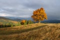 Majestic lonely beech tree on a hill mountain autumn landscape.