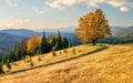 Majestic lonely beech tree on a hill mountain autumn landscape.