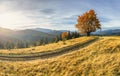 Majestic lonely beech tree on a hill mountain autumn landscape.