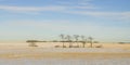 Majestic Lonely trees Panorama