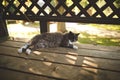 Majestic long haired cat basking in the sun perched atop a rustic wooden bench