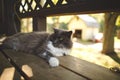 Majestic long haired cat basking in the sun perched atop a rustic wooden bench