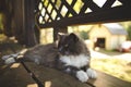 Majestic long haired cat basking in the sun perched atop a rustic wooden bench