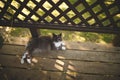 Majestic long haired cat basking in the sun perched atop a rustic wooden bench