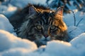 Majestic Long haired Tabby Cat Peering Through Snowflakes in a Winter Wonderland Scene