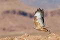 Majestic long-legged buzzard flying over the dry rocky ground in a desert. Morroco.