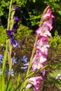 Majestic long stemmed Gladioli flowers in full bloom