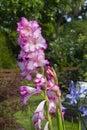 Majestic long stemmed Gladioli flowers in full bloom