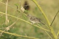 A majestic looking indian house sparrow on a twig of a plant. This bird os widely seen across asia and middle east Royalty Free Stock Photo