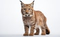 A Majestic Lynx on the white background -Generative Ai