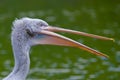 Majestic Magnificence : Close-Up of Dalmatian Pelican Head and Beak Royalty Free Stock Photo