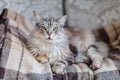 Majestic main coon cat on the brown checked plaid