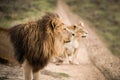 Majestic lion couple looking out over the African savannah  - Mighty wild animal of Africa in nature Royalty Free Stock Photo