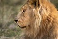 Close-up and side profile of this majestic male African lion king of the jungle - Mighty wild animal of Africa in nature Royalty Free Stock Photo