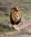 Majestic male African lion king of the jungle - prowling the grasslands on his way back tot he pride