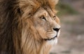 Close-up profile of majestic male African lion king of the jungle - Mighty wild animal of Africa in nature Royalty Free Stock Photo