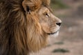 Side profile portrait of majestic male African lion - king of the jungle - Mighty wild animal of the Africa savannah Royalty Free Stock Photo