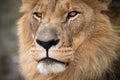 Captivating portrait of this great male African lion  - king of the jungle - Mighty wild animal of Africa in nature Royalty Free Stock Photo