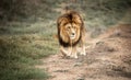 Majestic male African lion king of the jungle - Mighty wild animal of Africa in nature Royalty Free Stock Photo