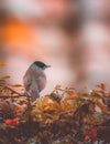 Majestic Male Blackcap Bird Sylvia melanocephala Perched Among Autumn-Colored Shrubs Royalty Free Stock Photo