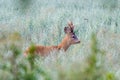 Majestic male deer strides through a lush meadow, its impressive antlers on full display