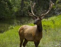 Majestic Male Elk in Jasper National Park Royalty Free Stock Photo