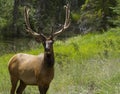 Majestic Male Elk in Jasper National Park Royalty Free Stock Photo