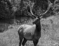 Majestic Male Elk in Jasper National Park Royalty Free Stock Photo