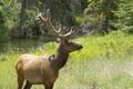 Majestic Male Elk in Jasper National Park Royalty Free Stock Photo