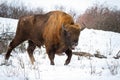 Majestic male of european bison showing tongue in winter weather