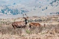 Mountain nyala, Ethiopia, Africa wildlife Royalty Free Stock Photo