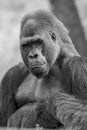 Majestic male gorilla looking at the camera.