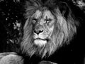 Majestic Male Lion Face Closeup, in Black and White Royalty Free Stock Photo