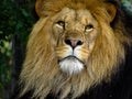 Majestic Male Lion Face Closeup Royalty Free Stock Photo