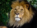 Majestic Male Lion Face Closeup Royalty Free Stock Photo