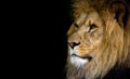 Majestic Male Lion Face Closeup Royalty Free Stock Photo