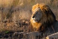 Majestic male Lion in the golden early morning sunlight