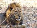 Majestic male lion looking to the right in lower zambezi national park