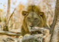 Majestic male lion looking at you in south luangwa national park