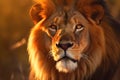 Majestic male lion portrait at sunset