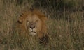 Majestic male lion showing its head and resting in afternoon sun in the grass of the wild masai mara, kenya Royalty Free Stock Photo
