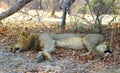 Majestic male lion sleeping in south luangwa national park Royalty Free Stock Photo