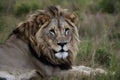 Majestic male lions gaze captivates in African wilderness