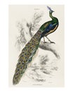 Majestic male peafowl vintage illustration wall art print and poster design remix from original artwork