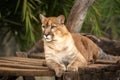 Majestic male Puma lying down looking to the side in selective focus and blurred background. Royalty Free Stock Photo