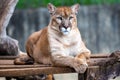 Majestic male Puma sitting looking to the side in selective focus and blurred background. Portrait Royalty Free Stock Photo