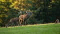 Majestic male of red deer roaring in front of herd during rutting season. Royalty Free Stock Photo