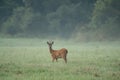 Majestic male Roe Deer (Capreolus capreolus) buck with large antlers approaching on green meadow in summer Royalty Free Stock Photo