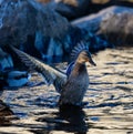 a mallard spreading its wings in water with rocks in the background Royalty Free Stock Photo